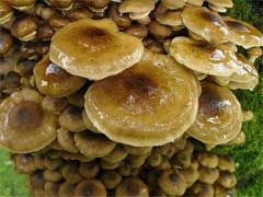 Honey fungus