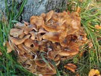 Honey mushrooms at the base of a tree