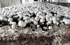 Button mushrooms are grown on compost