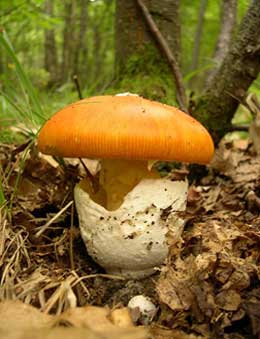 How to identify Amanita caesarea