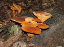 jack o'lantern mushroom - Omphalotus olearius