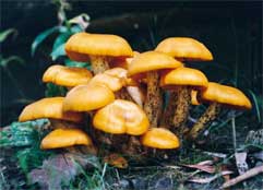 Omphalotus olearius - the poisonous jack o'lantern mushroom