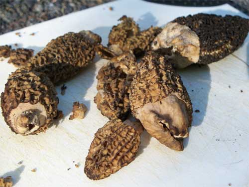 More morels on a cutting board
