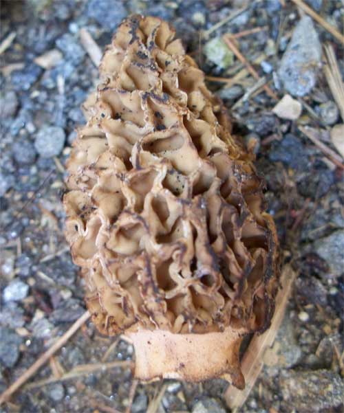 Close up of a morel mushroom