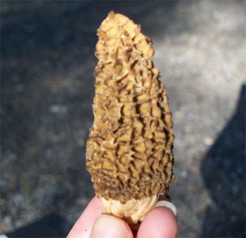 morel mushroom picture - held up by my hand