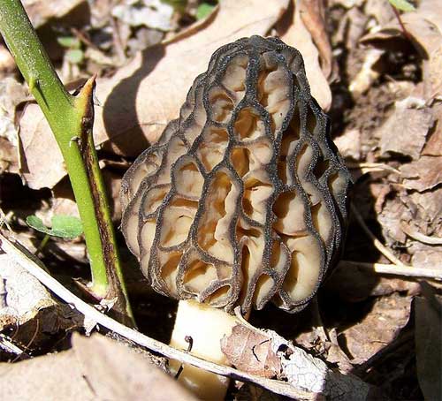 Black morel