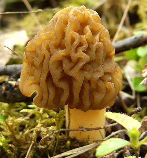 false morel