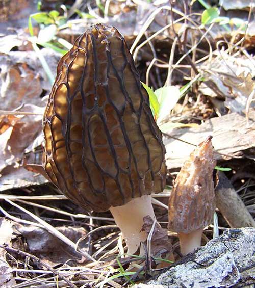 Mature and immature black morel