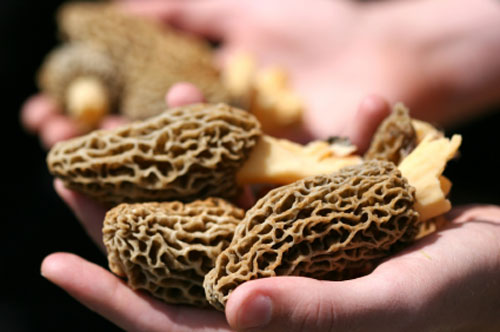 Hands holding many morels