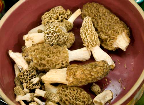 Morels in a bowl