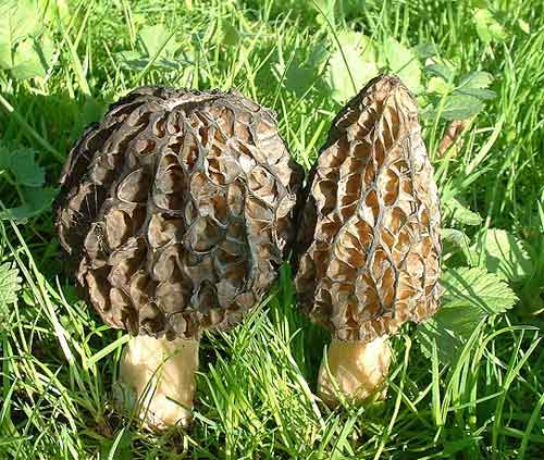 Morels growing in the wild