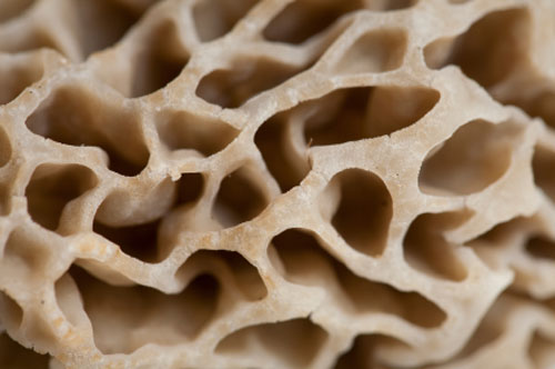 Close up of a morel mushroom cap