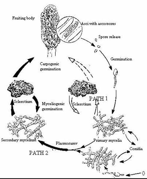 diagram of the morel mushroom life cycle