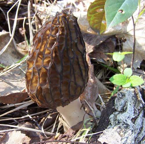 Black morel mushroom from Poland