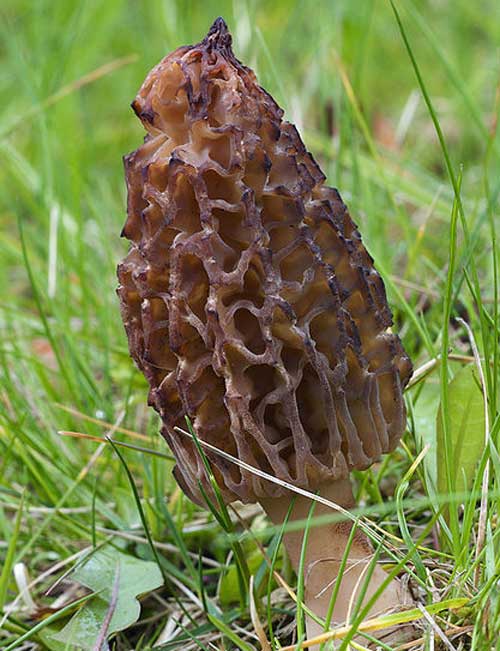 Photos of Morels from Around the World!