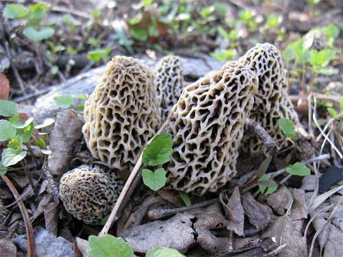 Photos of Morels from Around the World!