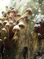 Little Brown Mushrooms contain many species of poisonous mushrooms