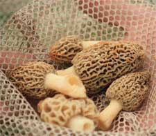 Fresh morel mushrooms