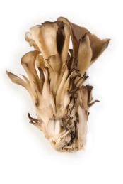 Maitake mushrooms - growing maitake with mushroom kits is easy