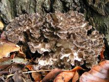 maitake mushroom - grifola frondosa