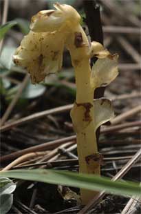 Monotropa hypopitys - the Dutchman's pipe