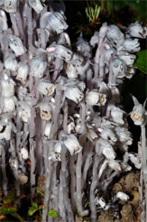 Indian pipes - Monotropa uniflora