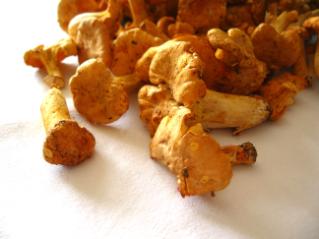 edible chantarelle mushrooms