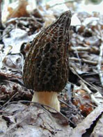 A morel mushroom growing in the wild