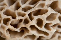 close up of a morel mushroom cap