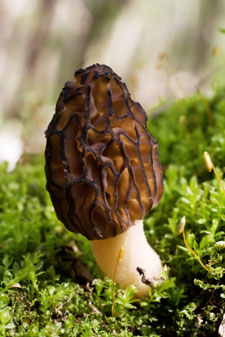 Growing morel mushrooms isn't easy!