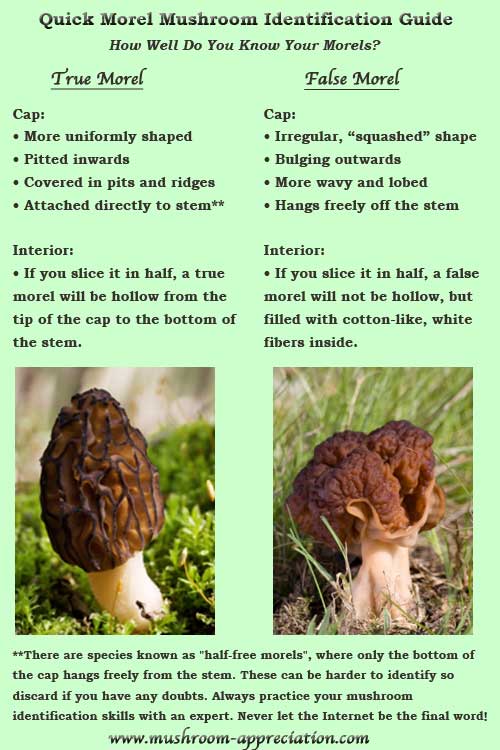 Learn how to identify morel mushrooms!