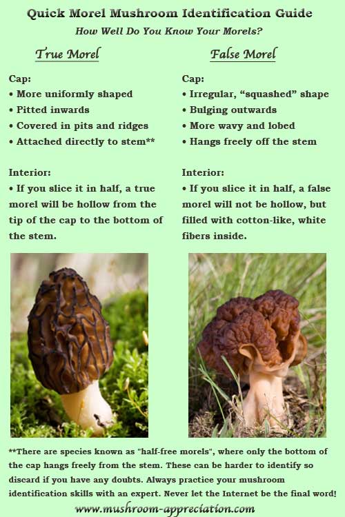 Spore Print Color Chart