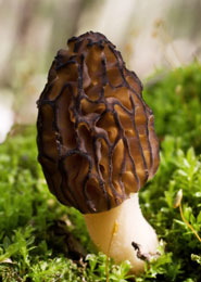 Gallery of morel mushrooms from America and Europe