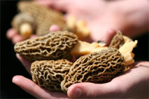 Morel mushrooms used in recipes