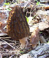 Growing morels