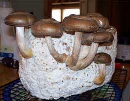 One of the shiitake mushroom growing kits from wheatgrasskits.com