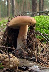 mushroom identification through habitat