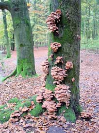 parasitic mushrooms on tree