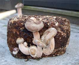 Mushroom kits help you grow mushrooms with minimal effort and expense