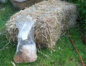 Mushroom spawn bag with straw