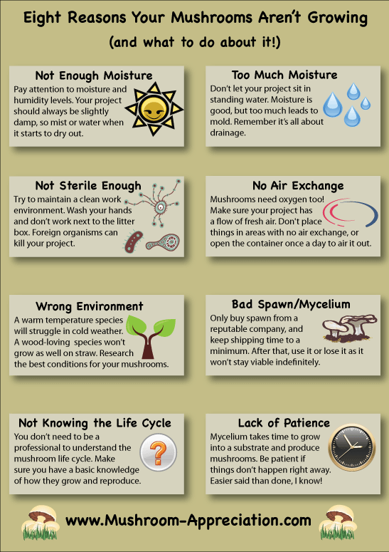 Infographic on why your mushrooms aren't growing