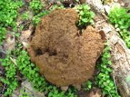giant puffball mushroom gone to spore