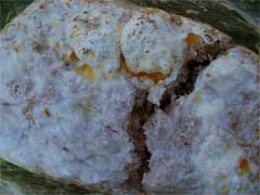 Waste products in an old bag of mushroom spawn