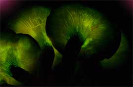 The jack o'lantern mushroom glows in the dark!
