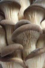 Oyster mushrooms for use in a mushroom soup recipe