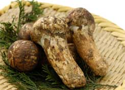 Matsutake - the Pine Mushroom