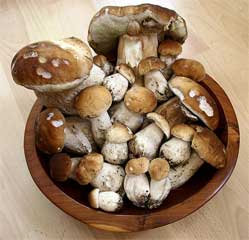 Porcini mushrooms are gourmet edibles