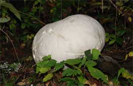 Giant puffball mushroom identification