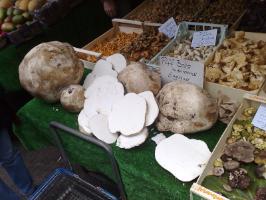 funghi giganti a palla di pelo in vendita