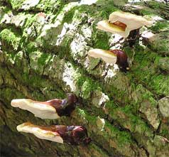 Reishi Mushroom Identification Hunt For An Herbal Remedy